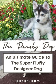 a puppy sitting on top of a wooden bench next to flowers and plants with the title, the punky dog an ultimate guide to the super fluffy designer dog