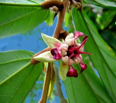 a close up of a flower on a tree