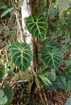 two large green leaves are growing on a tree in the woods near a white trunk