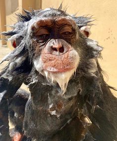 a close up of a monkey with hair on it's head