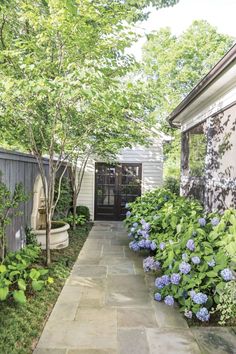 a garden with blue hydrangeas in the front and side of a white house