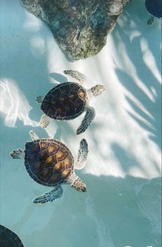 three turtles swimming in the water together