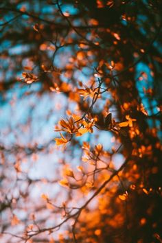 the branches of a tree with yellow flowers