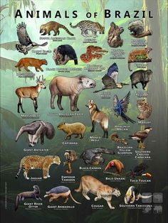 an illustrated poster showing the different types of animals in the world, and their names