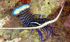 a blue and white sea slug crawling on the ocean floor