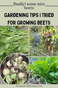 gardening tips i tried for growing beets and turnips in the garden with text overlay that reads, finally some nice beets gardening tips i tried for growing beets