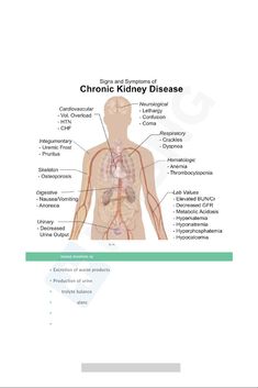 the diagram shows the location of the kidney and its major functions in the human body