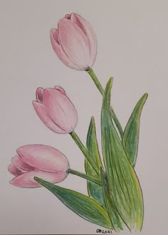 a drawing of three pink tulips with green leaves