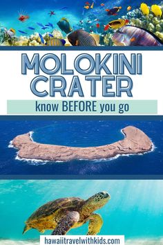 a turtle swimming in the ocean with text that reads molokini crater know before you go