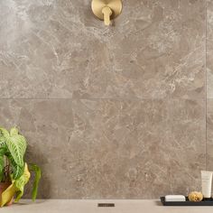 a bath room with a toilet and a plant next to it on a counter top