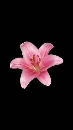 a pink flower is in the middle of a black background with space for an image