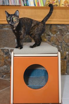 a cat standing on top of an orange box