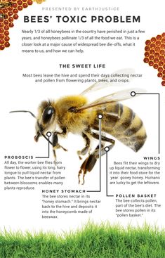 the anatomy of a bee's body and its parts, including honeybees