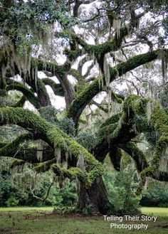 an old tree with moss growing on it's branches in the middle of a field