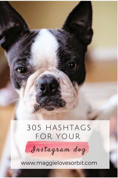 a black and white dog with the words, 30 hashtags for your instagram dog