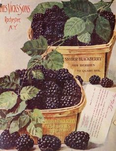 an advertisement for james vicksson's blackberries in the early 1900's