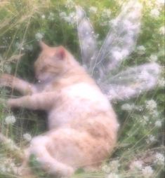 a cat is laying in the grass with its paws on it's back legs