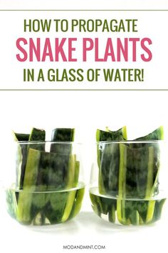 how to propagate snake plants in a glass of water with text overlay reading how to propagate snake plants in a glass of water