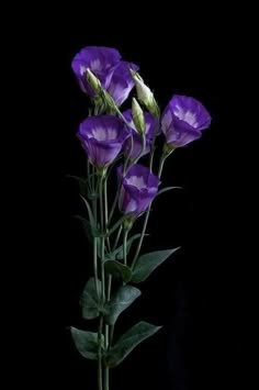 three purple flowers are in a vase on a black background with green stems and leaves