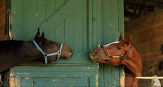 two horses standing next to each other near a green door