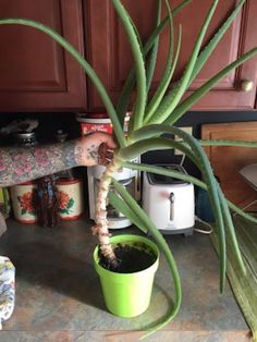 a large plant in a green pot on a counter