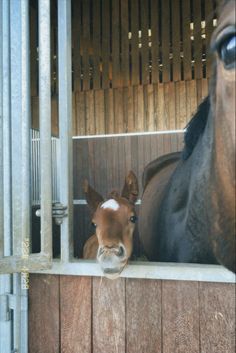 two horses in a stable looking out from their stalls with bars on the sides and one horse sticking its head through the gate