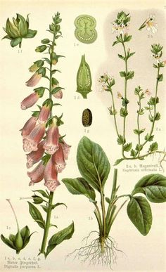 an illustration of various flowers and leaves