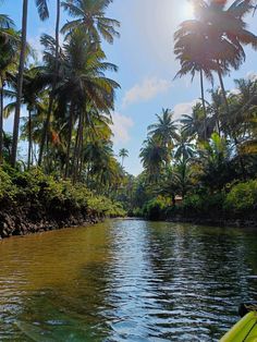 the sun shines brightly in the palm trees as it floats down a river surrounded by lush vegetation