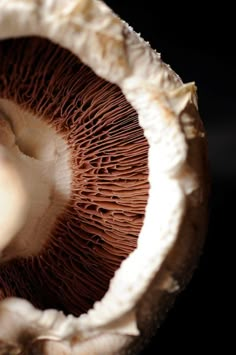 the inside of a mushroom is brown and white