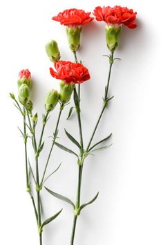 three red carnations with green stems against a white background