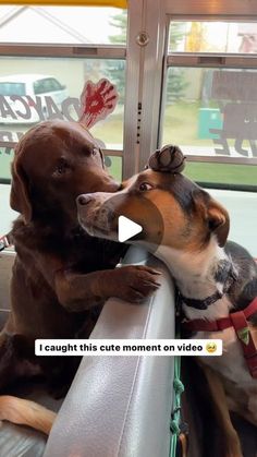 Heart Hugs, Escape To The Country, Fun Animals, Awesome Videos, Amazing Dogs, Dog Videos, Dog Rules, Dog Daycare, Creative Pictures