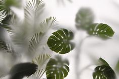 some green leaves on a white wall and one is blurry with the background blurred