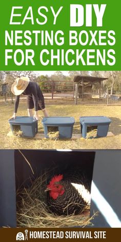 a chicken in a coop with the words easy diy nesting boxes for chickens