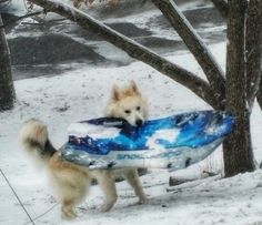 two dogs carrying a surfboard in the snow