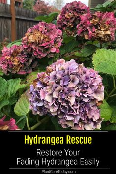 hydrangea flowers with the words hydrangea rescue restore your fading hydrangea easily