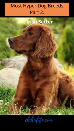 a brown dog sitting on top of a lush green field