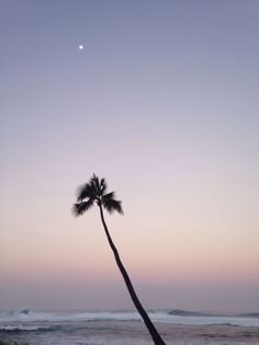 a lone palm tree on the beach at sunset