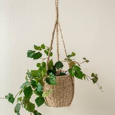 a plant hanging from a rope basket on a wall