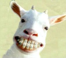 a goat with braces on it's teeth