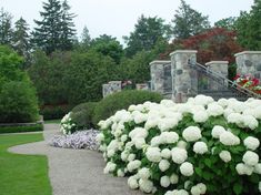 white flowers in the middle of a garden with steps leading up to some trees and bushes