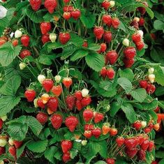 strawberries growing on the bush with green leaves