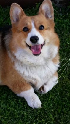 a brown and white dog laying in the grass