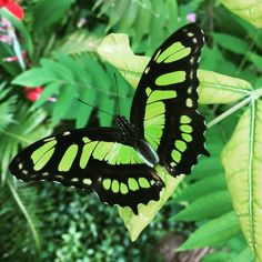 a black and green butterfly sitting on top of a leaf