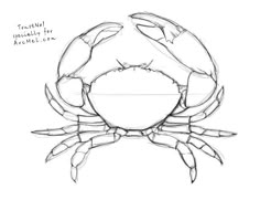 a drawing of a crab with claws extended