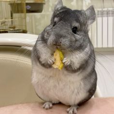 a gray and white hamster eating a piece of fruit