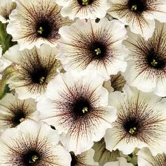 many white flowers with brown centers on them