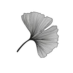 a black and white drawing of a ginknife leaf on a white background