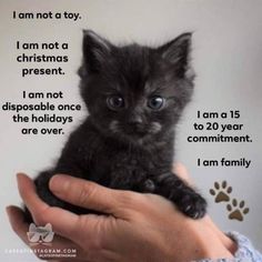 a person holding a small black kitten in their left hand with the caption i am not a toy, i am not a christmas present