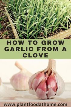 how to grow garlic from a clove