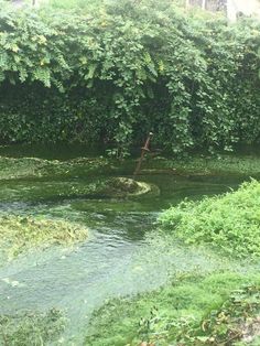 Magic Realms, England Aesthetic, Medieval Aesthetic, Somerset England, Water Nymphs, Take Me To Church, Magical Life, Adventure Aesthetic, Fantasy Forest